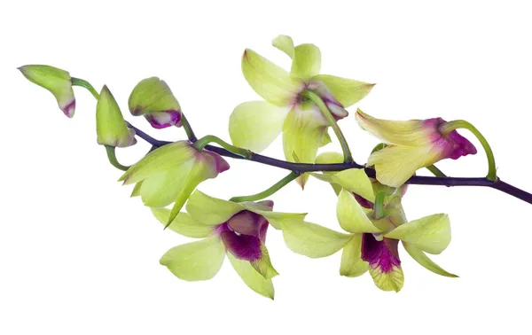 Flores verdes claras da orquídea com centros roxos — Fotografia de Stock