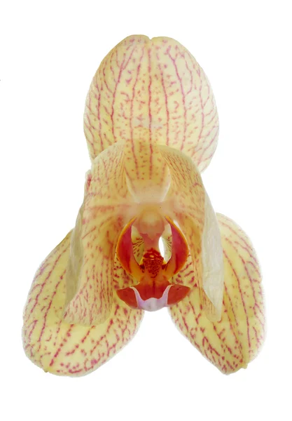 Flor alaranjada semi-aberta do orchid com tiras cor-de-rosa no branco — Fotografia de Stock