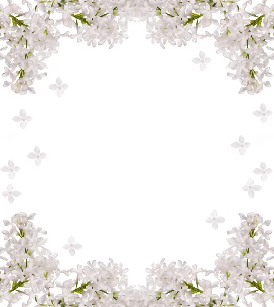 Moldura de flor lilás branco isolado — Fotografia de Stock