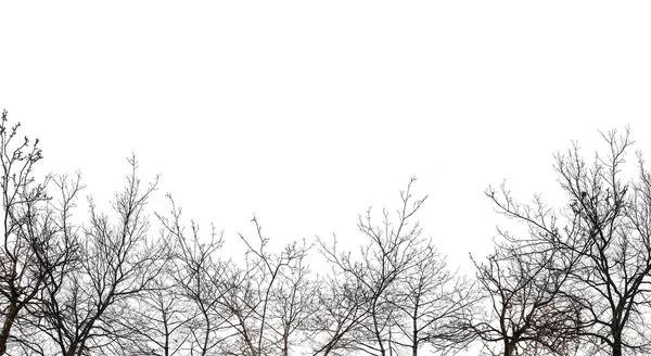 Arbres nus isolés sur blanc — Photo