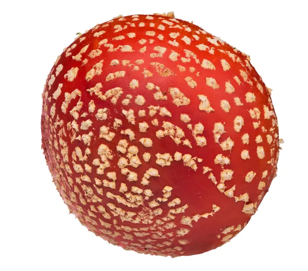 Büyük kırmızı sinek agaric kap beyaz — Stok fotoğraf