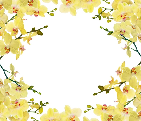 Cornice di rami di orchidea giallo chiaro — Foto Stock