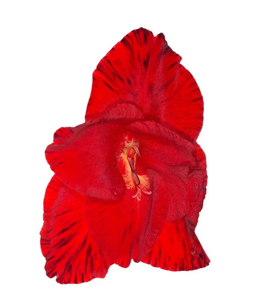 Única flor gladíolo vermelho brilhante isolado no branco — Fotografia de Stock
