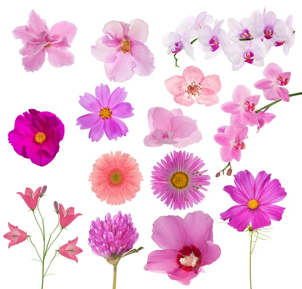 Set von vierzehn rosafarbenen Blumen auf weißem Grund — Stockfoto