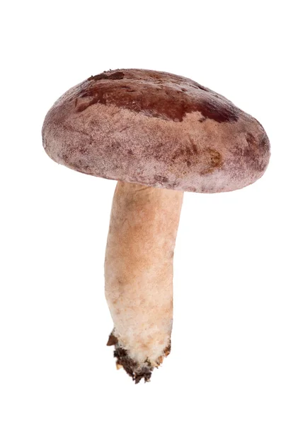 Темные молочные колпачки гриб изолирован на белом — стоковое фото