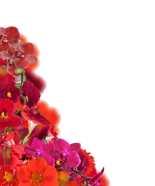 Röd färg blommor hörnet isolerad på vit — Stockfoto