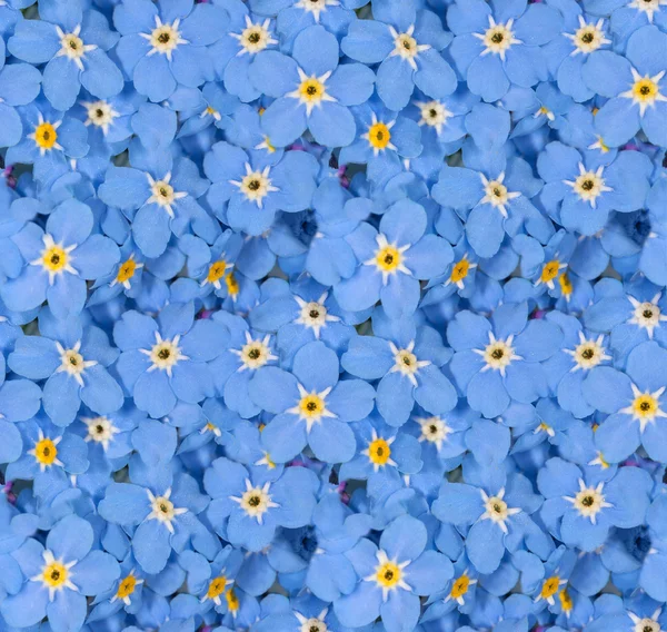 Small blue forget-me-nots seamless background — Stock Photo, Image