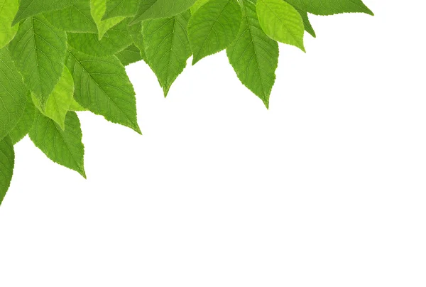 Cherry tree green leaves corner on white — Stock Photo, Image