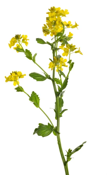 Wild mustard flowers isolated on white — Stock Photo, Image