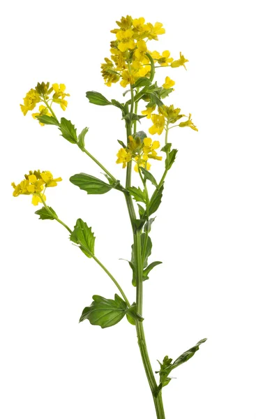 Flores de mostaza silvestres aisladas en blanco — Foto de Stock