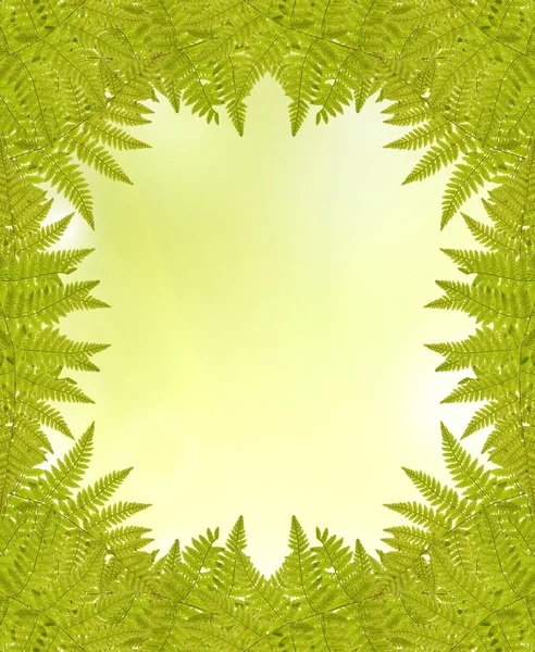 明るい緑の背景にシダ フレーム — ストック写真