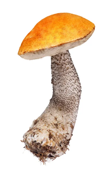 Jasne pomarańczowo czapka Borowik na białym tle — Zdjęcie stockowe