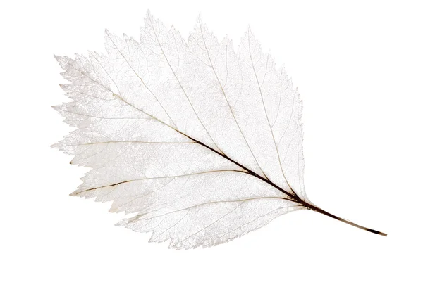 Işık yaprak iskelet üzerinde beyaz izole — Stok fotoğraf