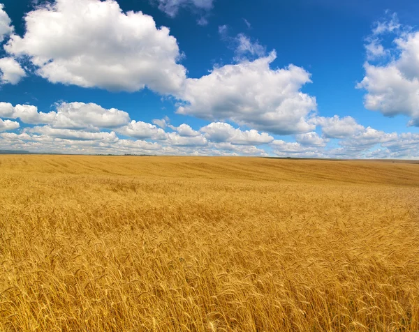 Groot tarweveld onder de blauwe hemel en wolken — Stockfoto