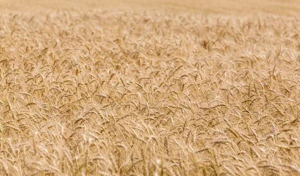 Golden ears of wheat field background — Stock Photo, Image