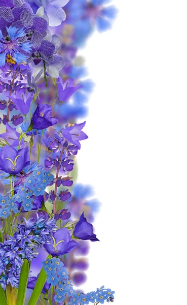 Blauwe bloemen strip geïsoleerd op wit — Stockfoto