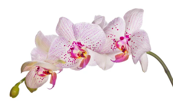 Flores de orquídea com grandes manchas rosa — Fotografia de Stock