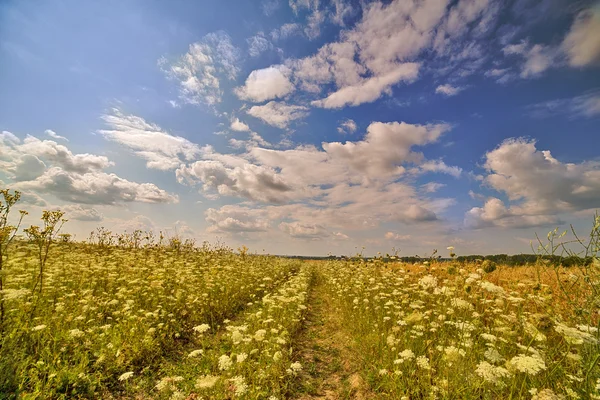 Caminho no campo de flores brancas — Fotografia de Stock