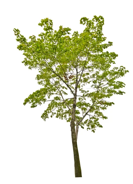 Green maple tree — Stock Photo, Image