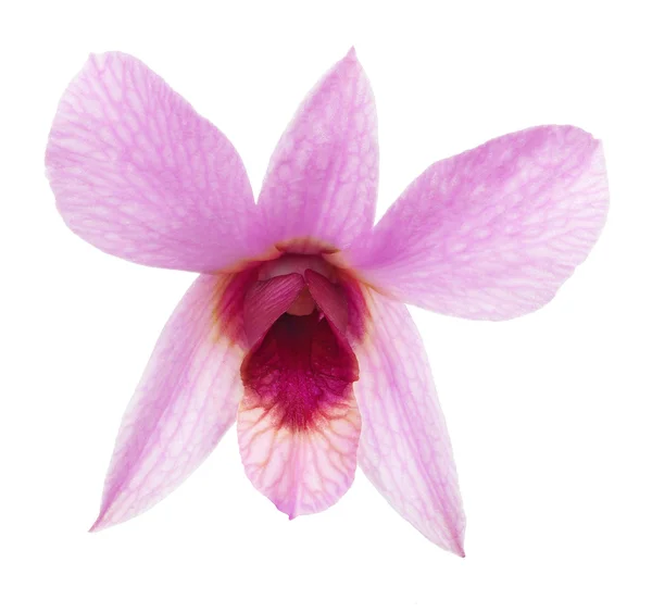 Single pink orchid flower with dark center — Stock Photo, Image
