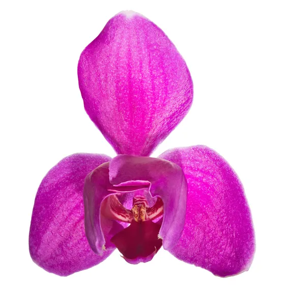 Rosa orkidé blomma med tre stora kronblad — Stockfoto