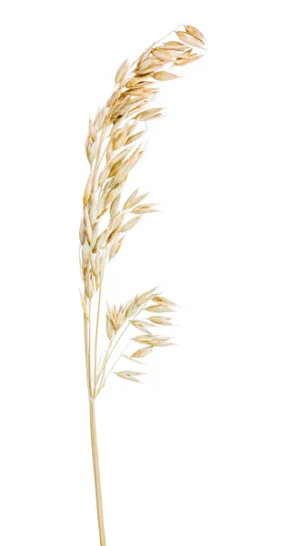 浅色上白燕麦孤立 — 图库照片