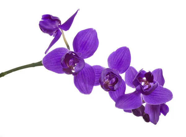 Drei Blütenblätter violette Orchideen auf Zweig — Stockfoto