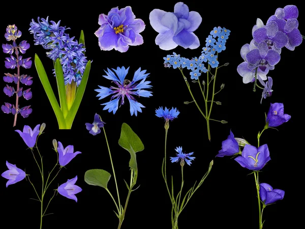 Conjunto de once flores azules sobre negro — Foto de Stock