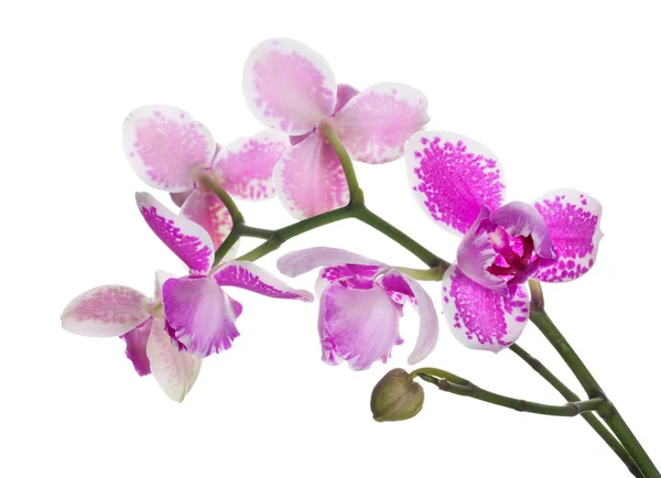 Três pétalas orquídeas no ramo — Fotografia de Stock