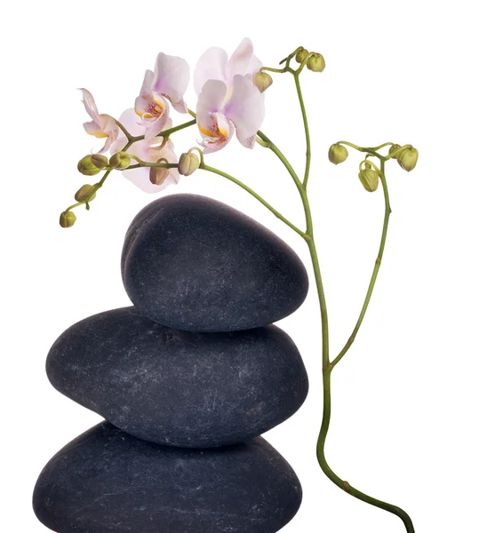 Світло-рожеві квіти орхідей і чорні камені — стокове фото