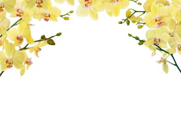 Light yellow orchid branches haf frame — Stock Photo, Image