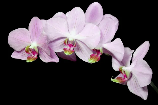 Ramo de orquídeas rosa claro isolado em preto — Fotografia de Stock