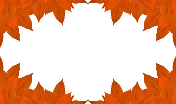 Cherry tree orange leaves frame isolated on white — Stock Photo, Image