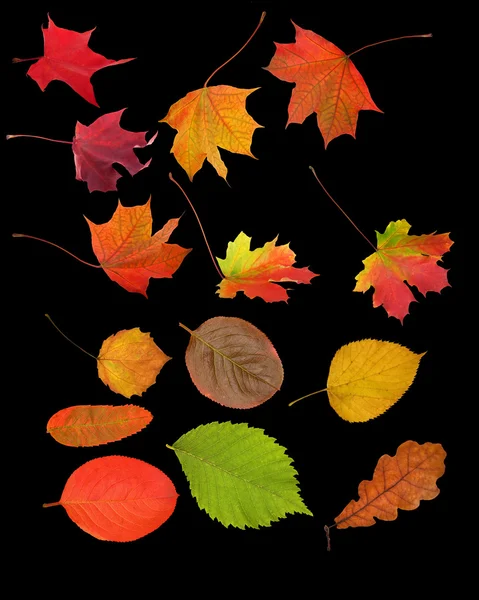 Jogo de folhas diferentes isoladas no preto — Fotografia de Stock