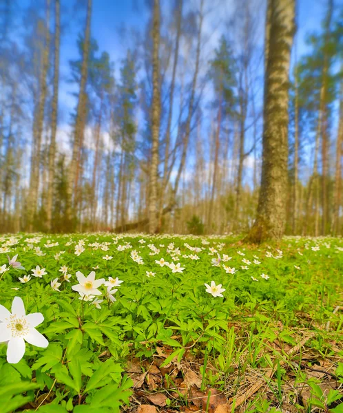 Flores de anémonas limpiando en bosque de primavera —  Fotos de Stock