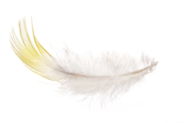Single feather with yellow edge isolated on white — Stock Photo, Image