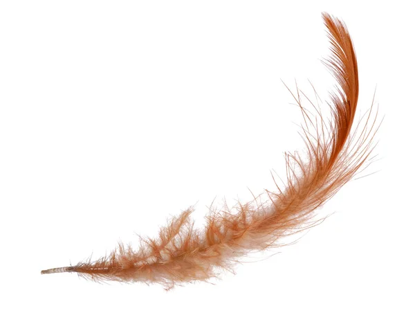 Dark orange feather isolated on white — Stock Photo, Image