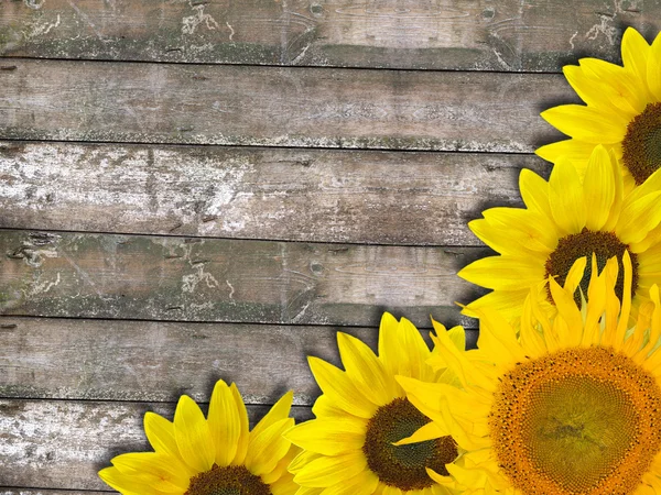 Sunflower corner on old dry wood — Stock Photo, Image