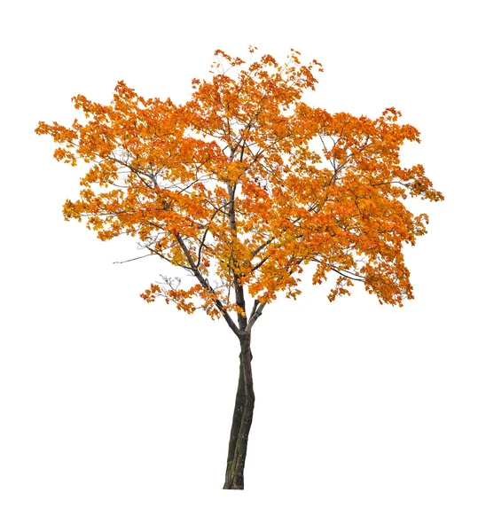 白色衬底上的橙色秋天枫叶树 isoalted — 图库照片
