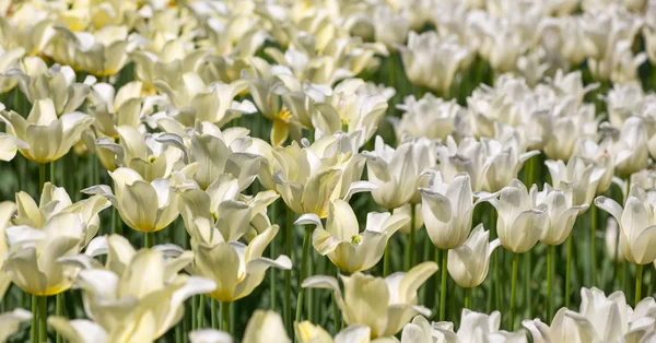 Latar belakang putih tulip dan daun hijau — Stok Foto