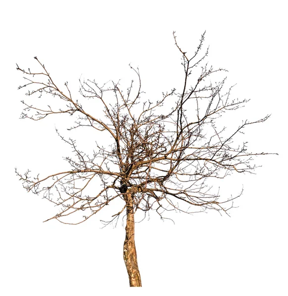 Isolated on white small bare tree — Stock Photo, Image