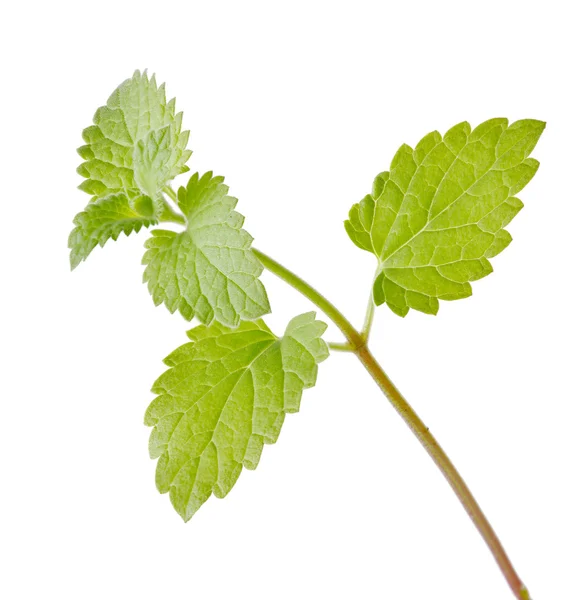 Färska spearmint isolerade gröna blad — Stockfoto