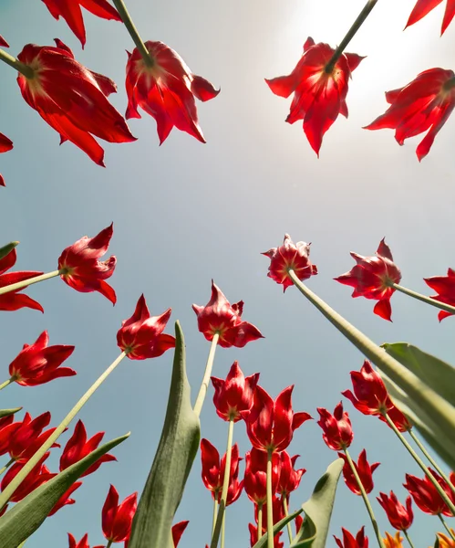 Vista de abajo hacia arriba en las flores de tulipán rojo — Foto de Stock