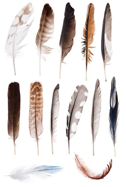 Thirteen feathers isolate on white — Stockfoto