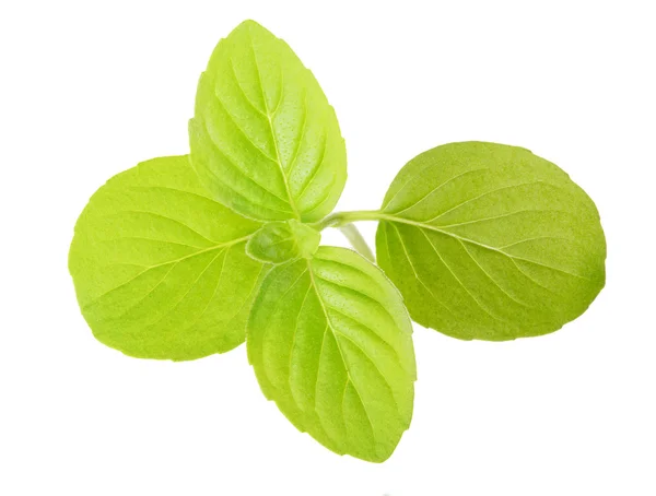 Isolated fresh mint green leaves — Stock Photo, Image