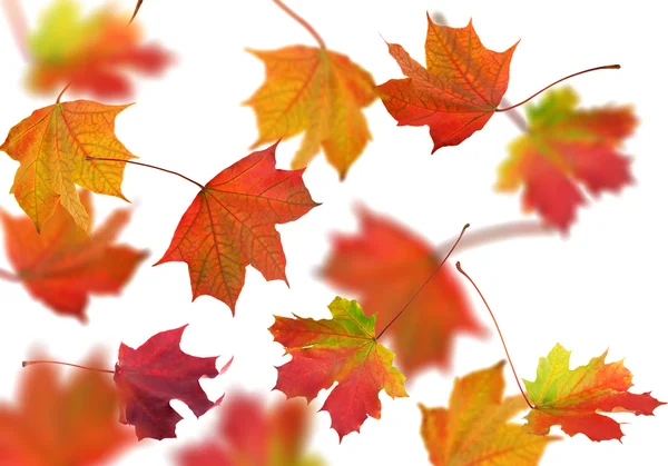 Яскраве осіннє кленове листя ізольоване на білому — стокове фото