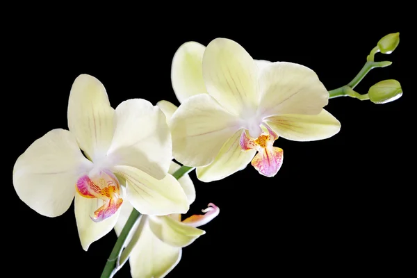 Orchidee giallo chiaro su nero — Foto Stock