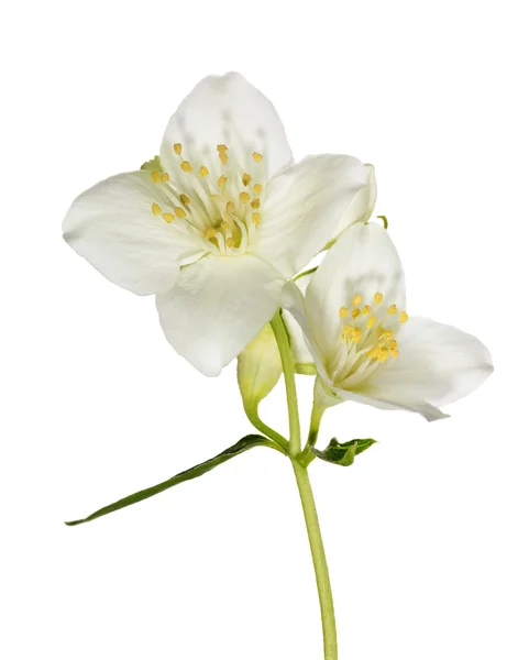 Twee witte jasmijn bloemen op tak — Stockfoto