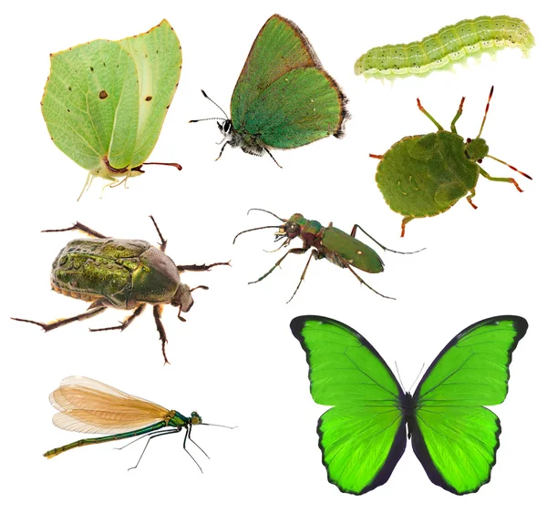 Green color insects collection isolated on white — Stock Photo, Image