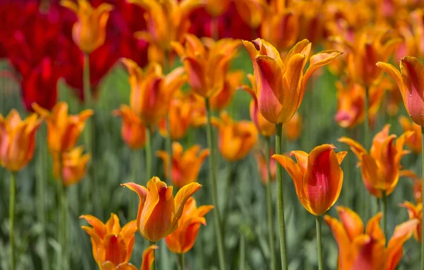 Tulipas vermelhas e laranja brilhantes na grama verde — Fotografia de Stock